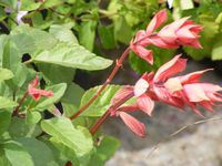 Salvia Chiapensis 'Ember's Wish'